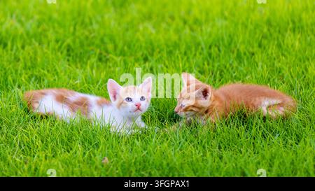 Two playful ginger kittens lying face-to-face on lush green grass in a sunny outdoor garden environment. Stock Photo