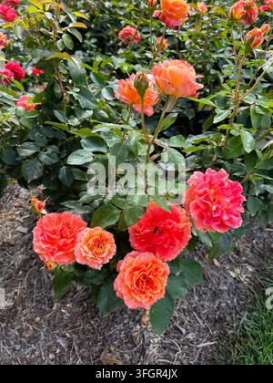 Vibrant coral roses blooming on a bush in a garden Stock Photo