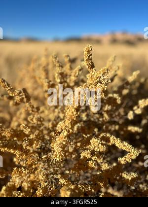 Sunlit golden desert plant with blurred landscape background Stock Photo