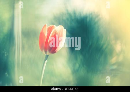 Pink tulip on a beautiful blurry background. Tender spring floral background. Selective soft focus - Photomontage Stock Photo