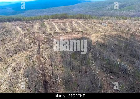 A plot of felled forest in a nature reserve, industrial logging Stock Photo