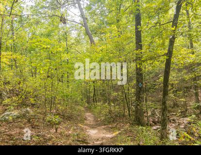 A narrow dirt path winds through a dense forest with lush green foliage and a blue diamond trail marker on a tree. Stock Photo