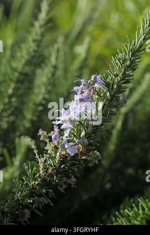 Close-up of a blooming rosemary sprig featuring delicate purple flowers and needle-like aromatic green leaves Stock Photo