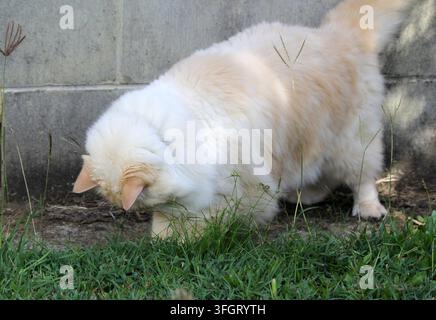 A fluffy, long-haired flame point ragdoll cat sniffing the grass near a grey brick wall outdoors Stock Photo