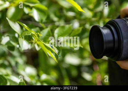 Nature photographer aiming a camera with a close-up lens at a small damselfly resting on a green leaf. The image illustrates wildlife photography, ins Stock Photo