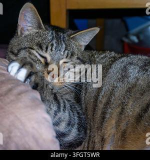 Gray cat with black stripes sleeps sweetly with its head on the pillow and resting on its paw. Ears sticking out, eyes closed, long whiskers Stock Photo