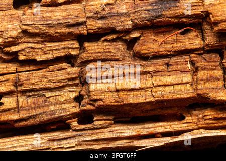 Macro shot of decaying brown wood texture with deep cracks and crumbling structure. Stock Photo