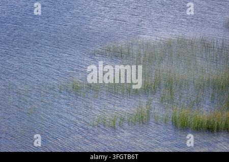 Green reeds on calm Dusia lake water in Lithuania Stock Photo