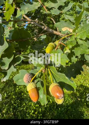 Autumn Acorns Growing on an Oak Tree in Fall 4k Stock Photo