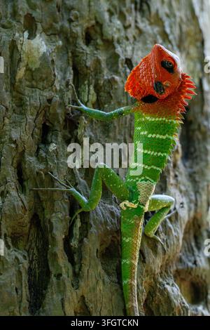 Male common green forest lizard in vibrant breeding colors climbing on rough tree bark Stock Photo