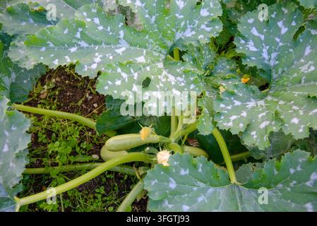 Close-up of zucchini flowers and young developing fruits on a vigorous squash plant, showing the natural growth cycle from blossom to fresh vegetable Stock Photo