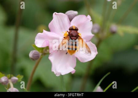 A hornet mimic hoverfly sitting on a Japanese Anemone. Stock Photo