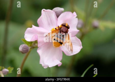 A hornet mimic hoverfly sitting on a Japanese Anemone. Stock Photo
