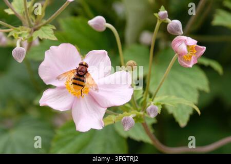 A hornet mimic hoverfly sitting on a Japanese Anemone. Stock Photo