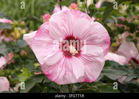 Giant white, pink and red Hibiscus ‘Cherry Cheesecake’ in flower. Stock Photo