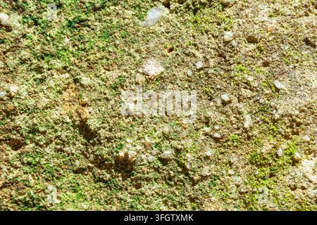Grainy cement texture background. Moistly mossy old wall surface Stock Photo
