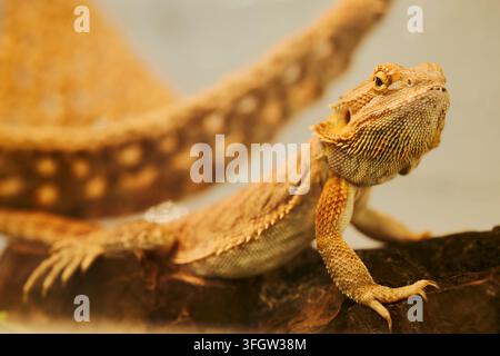 Bearded Dragon Lizard Resting on Branch in Terrarium Stock Photo