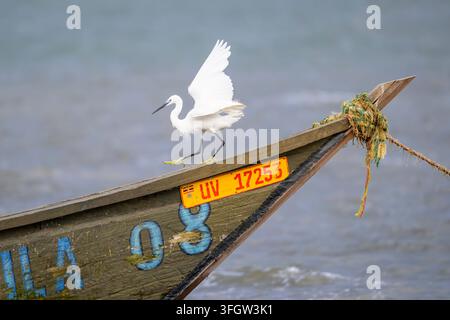 Little Egret (Egretta garzetta) walking on fishing boat, Lake Victoria, Uganda. Stock Photo