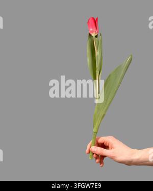 Female hand holding single red tulip flower with stem and leaves on grey background. Woman hand presents one bloom as gift creating composition with s Stock Photo