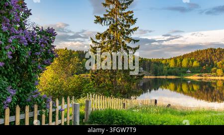 Peaceful rural scene with wooden fence, blooming purple lilacs, and calm lake reflecting golden sunset. Tall evergreen tree stands beside vibrant gree Stock Photo