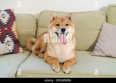 Horizontal view of smiling red shiba inu dog with tongue out resting on cozy green sofa with decorative pillows in bright living room. Stock Photo