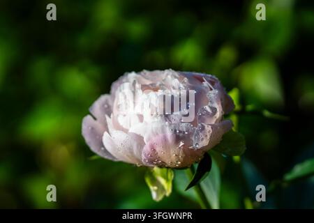 Paeonia lactiflora ‘Flower Girl’, a fragrant double garden peony bred by Auten in 1935, with delicately blush-pink petals fading toward white. Stock Photo