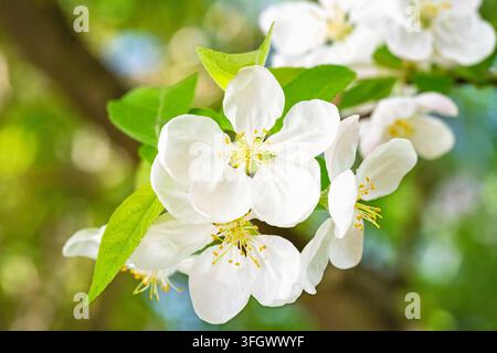 White apple blossoms open on a leafy branch in soft spring light. Yellow stamens and fresh green leaves stand out against a smoothly blurred backgroun Stock Photo