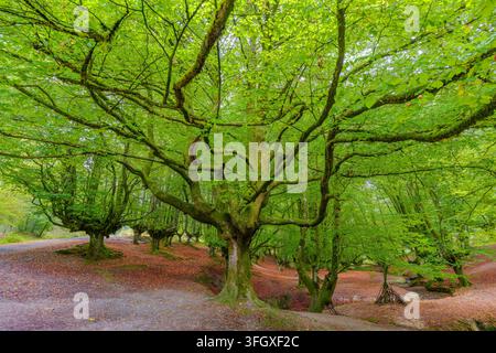 View of the ancient moss-covered beech trees in the Otzarreta Forest with vibrant green canopy and fallen autumn leaves on the forest floor in Spain. Stock Photo