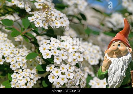 A flowering spirea bush, Spiraea, in spring Stock Photo