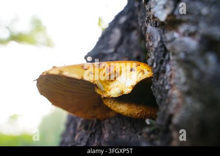 Large yellow tree fungus growing from a crack in a tree Stock Photo