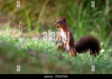 An alert red squirrel standing on two legs - Sciurus vulgaris Stock Photo