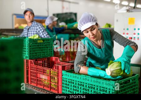 Focused asian workwoman working on sorting line in vegetable factory, arranging selected green lettuce in plastic boxes for storage or delivery to sto Stock Photo