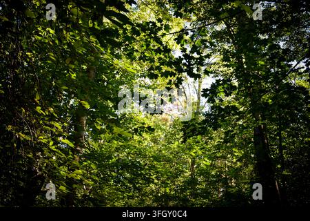 Dark Green Maple Leaves Under a Forest Canopy with Side Light Stock Photo