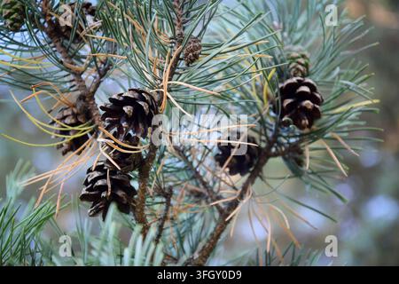 Close-Up View of Pine Cones Hanging Among Green Pine Needles Stock Photo