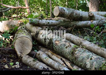 Stack of Cut Birch Logs Lying on the Forest Floor in Woodland Stock Photo