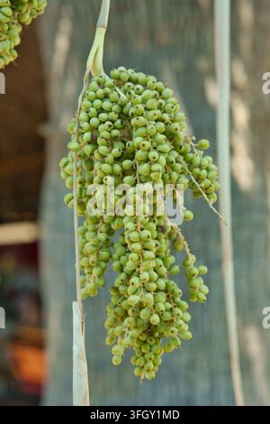 Close-up shot of a hanging cluster of unripe green date palm fruits growing on a tree stem in a tropical environment. Stock Photo