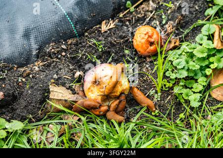 Several orange Spanish slugs gather to feed on rotting apples scattered across damp soil near green foliage and woven landscape fabric outdoors. Natur Stock Photo