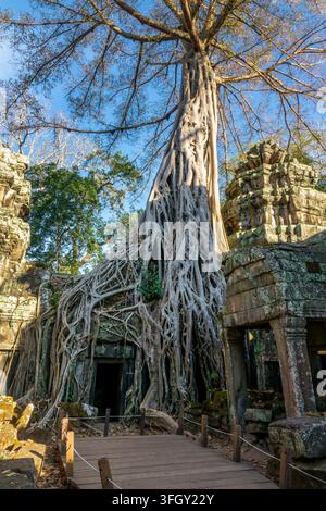 Famous Ta Prohm temple in Angkor with Silk Cotton tree (or Kapok tree) roots growing on the ruins, Siem Ream, Cambodia Stock Photo