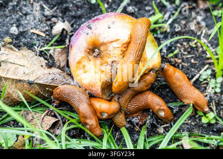 Numerous orange Spanish slugs surround and eat a decaying apple on damp soil next to green grass in an outdoor garden bed environment. The vivid close Stock Photo