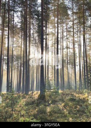 Morning sunlight breaks through mist between tall pine trees in dense autumn coniferous forest Stock Photo