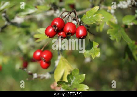 Close up of red common Hawthorn berries (Crataegus monogyna) Stock Photo