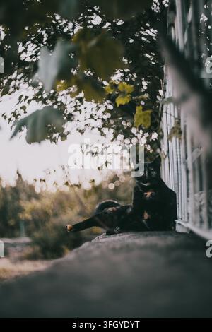 Black cat with yellow eyes sitting on a stone ledge beside a building, with green foliage in the background. Stock Photo