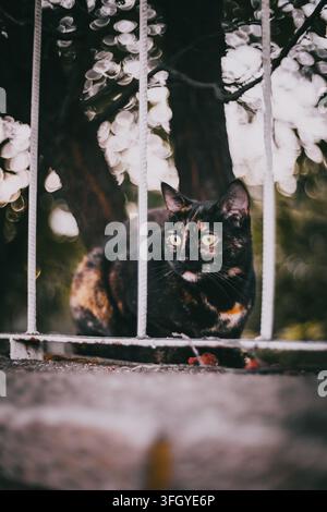 Tortoiseshell cat with yellow eyes sitting behind a white metal railing. Stock Photo