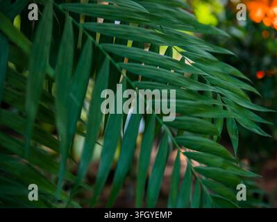 Green Palm Frond Leaves Close-Up with Blurred Tropical Garden Background — Exotic Vacation and Jungle Concept Stock Photo