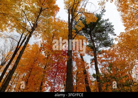 Colorful autumn trees against overcast sky. Low angle view Stock Photo