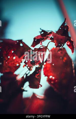 Close-up of red autumn leaves with holes and veins against a bright blue sky. Stock Photo