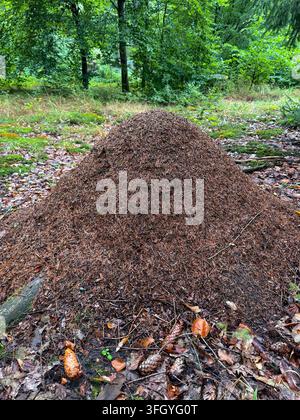 Large ant hill made of pine needles in a forest in Lany, Central Bohemia, Czechia Stock Photo
