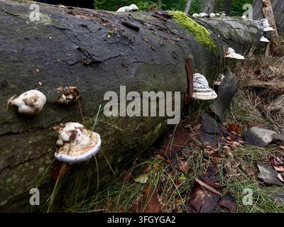 Bracket fungi (polypores) growing on a fallen beech log in a forest in Lány, Central Bohemia, Czechia Stock Photo
