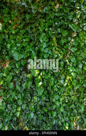 Dense green ivy covering a vertical surface, featuring glossy heart-shaped leaves and tangled climbing vines that form a rich, natural textured backdr Stock Photo