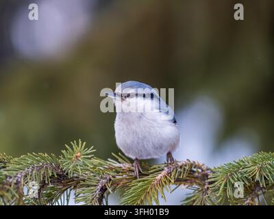 Eurasian nuthatch or wood nuthatch, lat. Sitta europaea, sitting on the fir branch with snow in winter forest. Gray and Orange colored small bird with Stock Photo